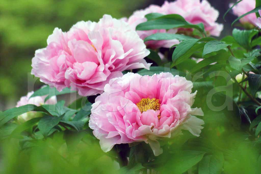 Фотообои Светлые розовые цветы