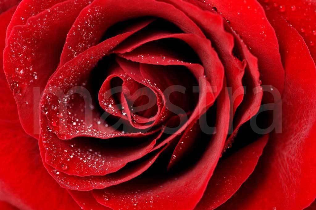 Фотообои Красная роза с каплями росы видная
